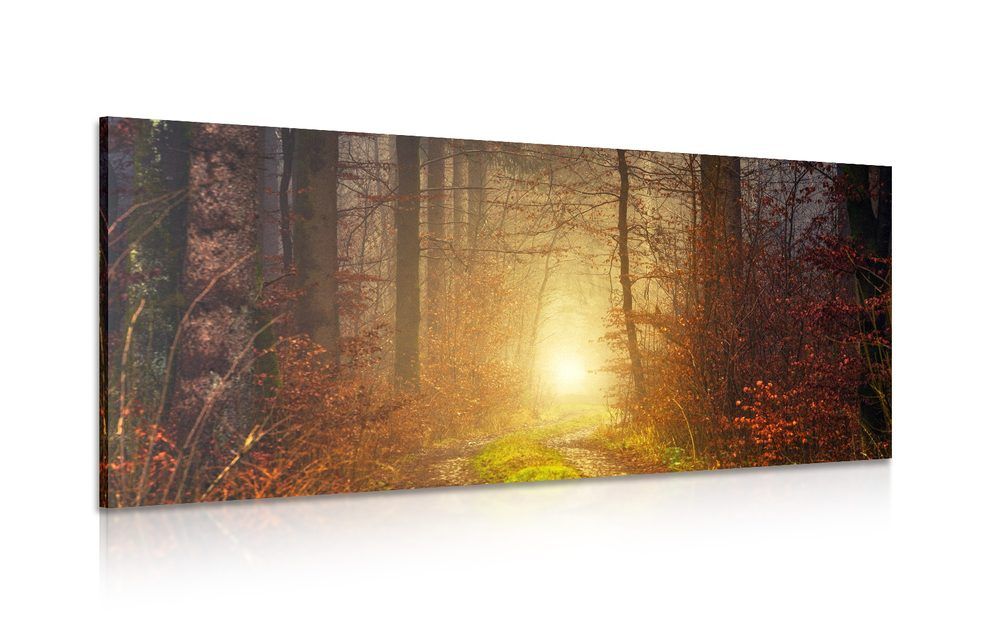 Obraz svetlo v lese - 120x60