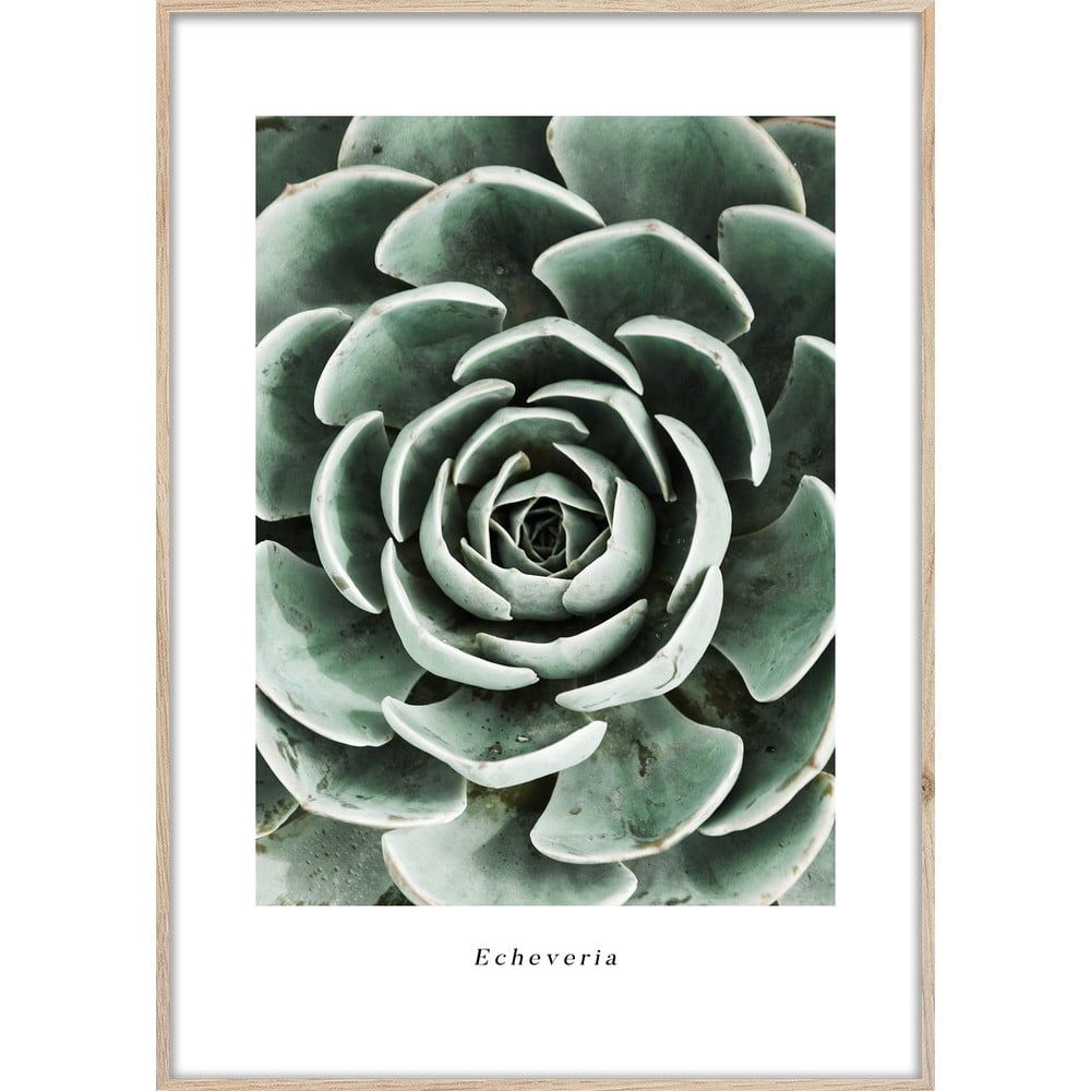 Plagát v ráme 50x70 cm Echeveria - Styler