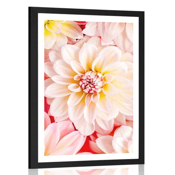 Plagát s paspartou pastelové kvety dálie - 30x45 white
