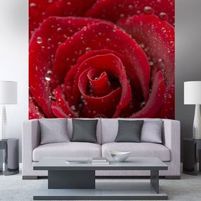 MS-3-0138 Vliesová obrazová fototapeta Red Roses, veľkosť 225 x 250 cm