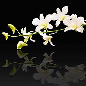 Obraz Orchidea biela zs18582