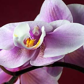 Obraz do obývačky Orchidea zs18538