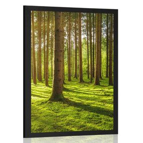 Plagát ráno v lese - 30x45 black