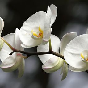 Fototapeta Biela orchidea 18623 - latexová