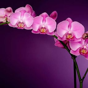 Fototapeta Fialová orchidea 85 - vinylová