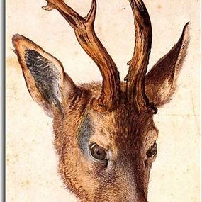 Albrecht Dürer - Head of a Stag Obraz zs16533