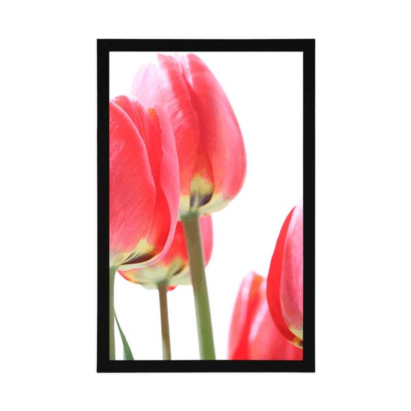 Plagát červené poľné tulipány - 40x60 black