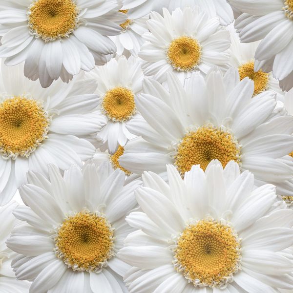 FCS L 7524 AG Design textilný foto záves obrazový Flowers - kvety FCSL 7524, veľkosť 140 x 245 cm