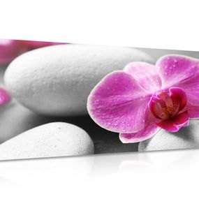 Obraz kvety orchidey na bielych kameňoch - 120x60