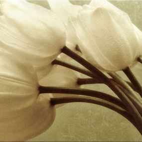 Tulipány Obraz zs345