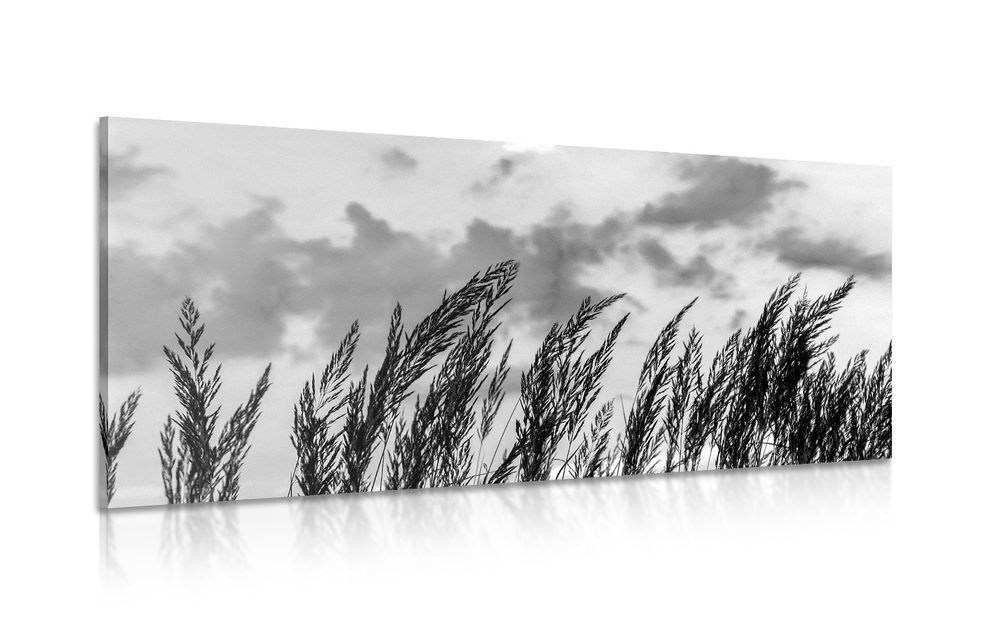 Obraz tráva v čiernobielom prevedení - 120x60