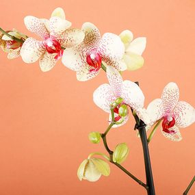 Fototapety Orchidea 18516 - samolepiaca