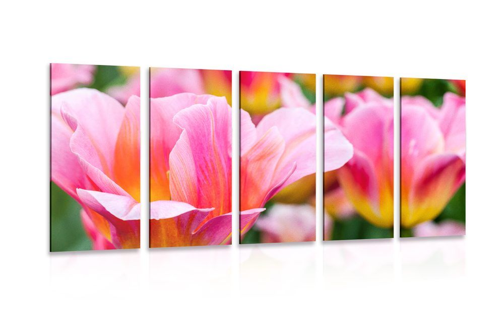 5-dielny obraz lúka ružových tulipánov