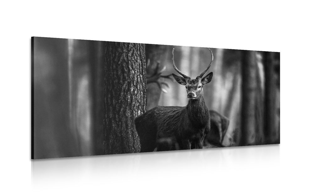 Obraz jeleň v lese v čiernobielom prevedení - 100x50