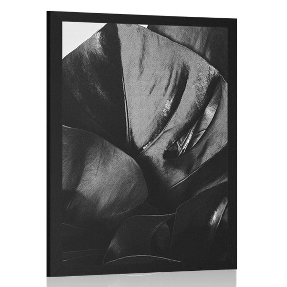 Plagát list monstery v čiernobielom prevedení - 40x60 black