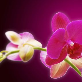 Tapeta s orchideou 18605 - samolepiaca