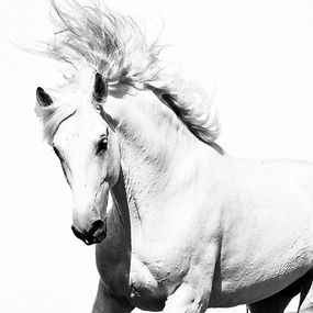 Biely Arabský Kôň - fototapeta 366x254 cm FXL0701