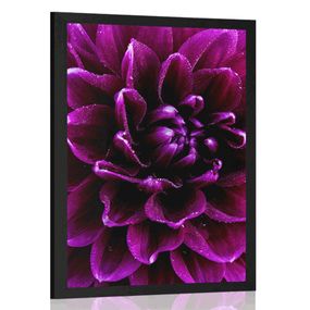 Plagát purpurovo-fialový kvet - 40x60 black