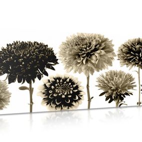 Obraz kvety dálie v rozmanitom dizajne v sépiovom prevedení - 120x60