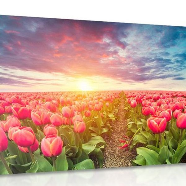 Obraz východ slnka nad lúkou s tulipánmi - 60x40