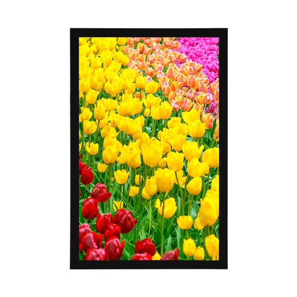 Plagát záhrada plná tulipánov - 60x90 white