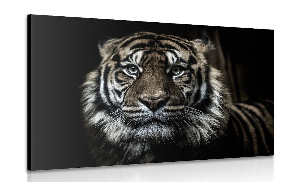 Obraz tiger - 120x80