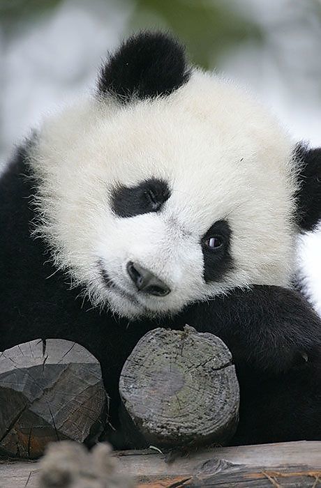 Panda - fototapeta FS0375