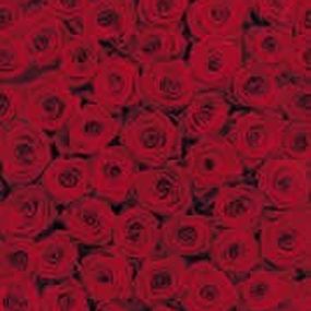 KOMR 770-4 Roses Fototapeta Komar Ruže, veľkosť 194x 270cm