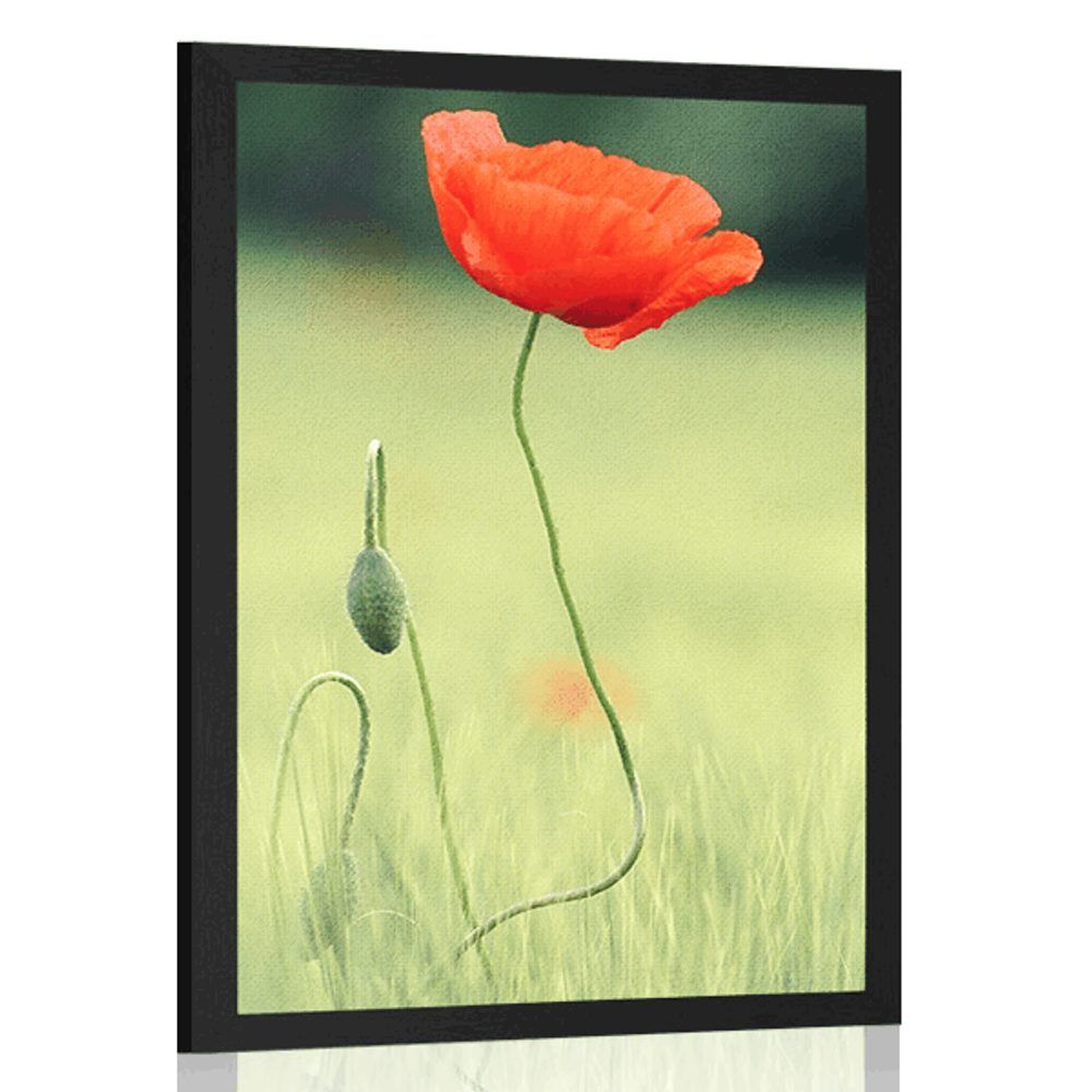 Plagát osamelý vlčí mak - 30x45 black