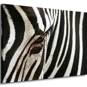 Zebra - Obraz na płótnie CS0007