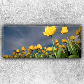 Foto na plátno Pole žltých tulipánov 1 120x50 cm