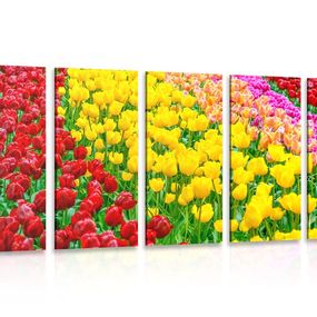 5-dielny obraz záhrada plná tulipánov - 100x50
