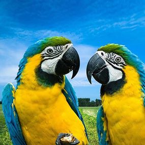 Fototapeta Vtákov - Pár papagájov 3162 - samolepiaca