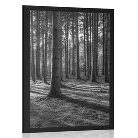 Plagát ráno v lese v čiernobielom prevedení - 30x45 black