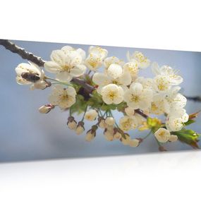 Obraz kvitnúci konárik čerešne - 120x60
