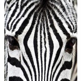 MS-3-0234 Vliesová obrazová fototapeta Zebra, veľkosť 225 x 250 cm
