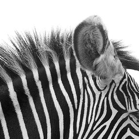 Gorgeous Zebra! - fototapeta FS0352