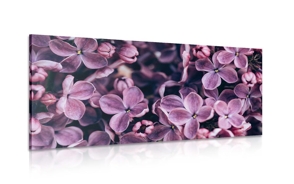 Obraz fialové kvety orgovánu - 120x60