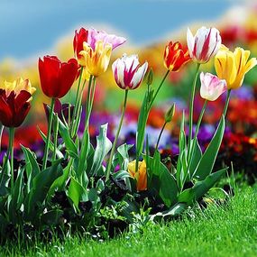 Obrazy Kvety - Tulipány zs6420