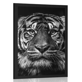 Plagát tiger v čiernobielom prevedení - 60x90 black