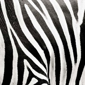 Čiernobiela fototapeta Zebra 123 - vinylová
