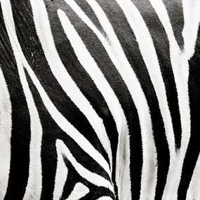 Čiernobiela fototapeta Zebra 123 - latexová