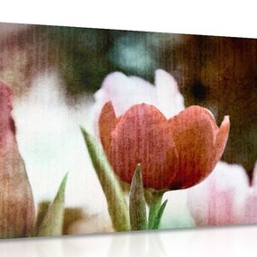 Obraz lúka tulipánov v retro štýle