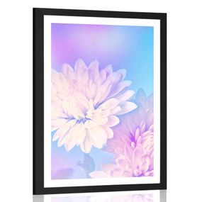 Plagát s paspartou kvet chryzantémy - 20x30 silver