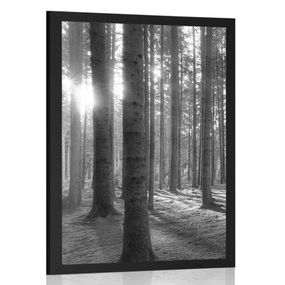 Plagát slnečné ráno v lese v čiernobielom prevedení - 30x45 black