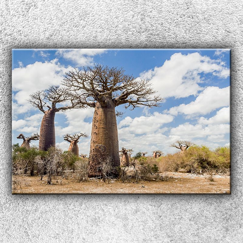 Foto na plátne Baobaby 120x80 cm