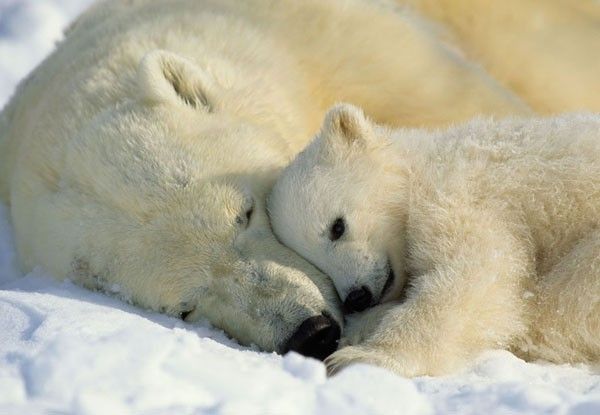 Komar 1-605 Fototapeta National Geographic Polar Bears 184 cm x 127 cm