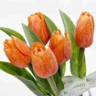Tulipán kus 40cm oranžový F244-O1