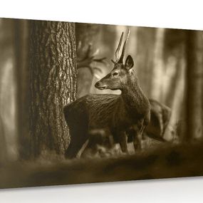 Obraz jeleň v borovicovom lese v sépiovom prevedení