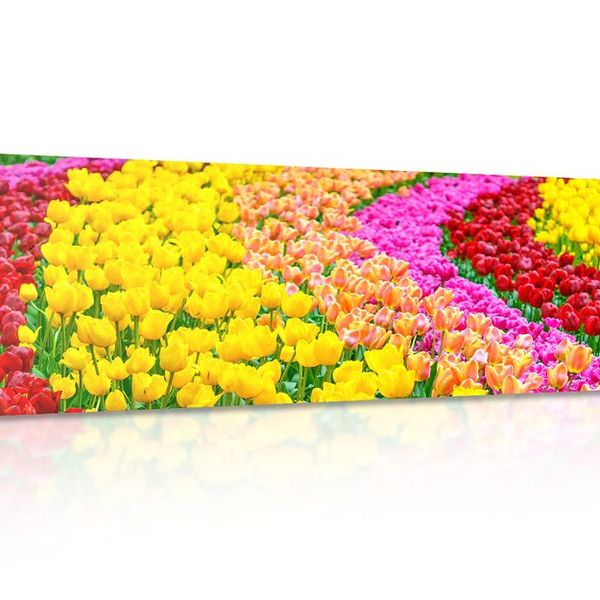Obraz pestrofarebné tulipány - 135x45